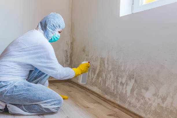 Licensed Commercial Mold Remediation service in Grand Rapids, MI - WQB Mold Removal